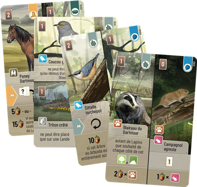 Foret Mixte - Dartmoor